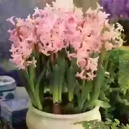 Multiflowering Pink